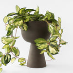 Charger l'image dans la galerie, Cache-pot Guillaume 6"