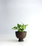 Charger l'image dans la galerie, Cache-pot Alex 4"