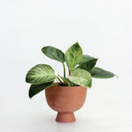 Charger l'image dans la galerie, Cache-pot Alex 4"