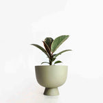 Charger l'image dans la galerie, Cache-pot Alex 4"