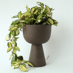 Charger l'image dans la galerie, Cache-pot Guillaume 6"