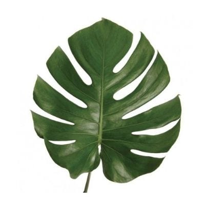 MONSTERA EXTRA LARGE - feuille